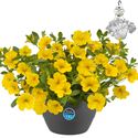 Bild von HP27 o.kl. Calibrachoa Yellow